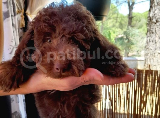 Çok Tatlı Çikolata Toy Poodle görsel
