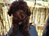 Çok Tatlı Çikolata Toy Poodle