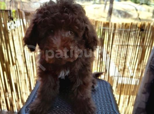 Çok Tatlı Çikolata Toy Poodle görsel