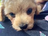 2 Aylık Dişi Toy Poodle
