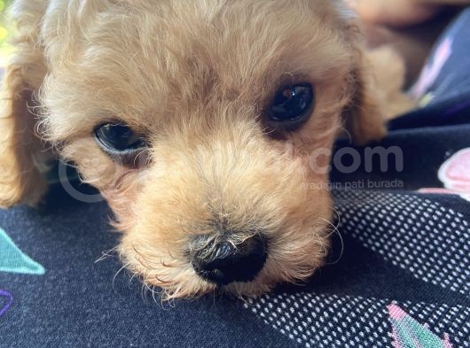 2 Aylık Dişi Toy Poodle görsel