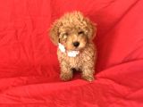 Apri̇cot Toy Poodle Yavrular 