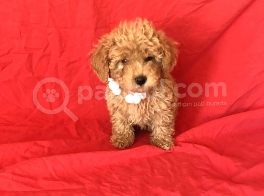 Apri̇cot Toy Poodle Yavrular  görsel