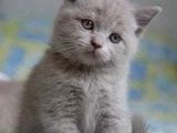 Oyuncu Güzel bristh shortair 