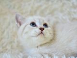 Şampi̇yon Soyundan Lynx Bri̇ti̇sh Shorthai̇r