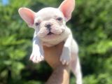 Lekesi̇z Mavi̇ Gözlü Beyaz French Bulldog