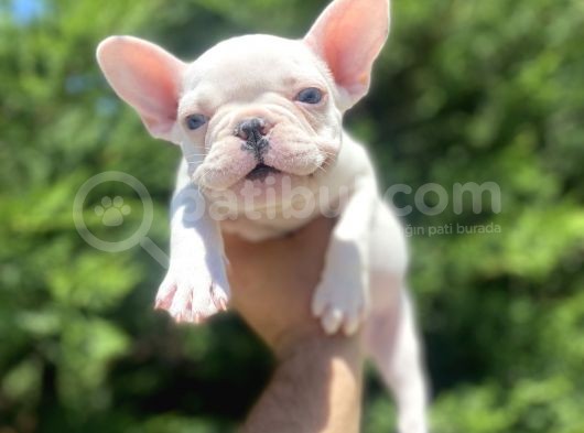 Lekesi̇z Mavi̇ Gözlü Beyaz French Bulldog