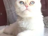 Beyaz Erkek Scottish Fold Kedi