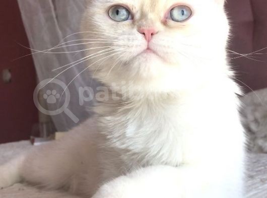 Beyaz Erkek Scottish Fold Kedi görsel