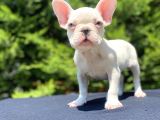 Mavi̇ Gözlü French Bulldog Bebeği̇mi̇z Özel