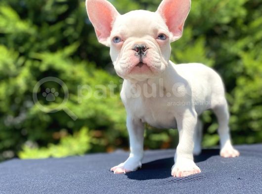 Mavi̇ Gözlü French Bulldog Bebeği̇mi̇z Özel