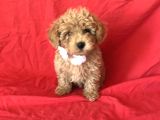 Apri̇cot Toy Poodle Yavrular 