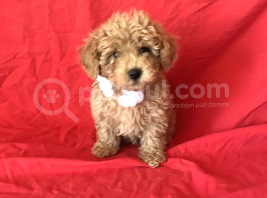Apri̇cot Toy Poodle Yavrular  görsel