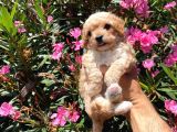 2 Aylık Dişi Toy Poodle