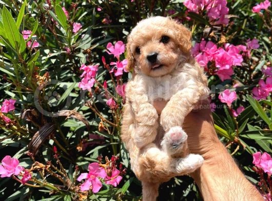2 Aylık Dişi Toy Poodle