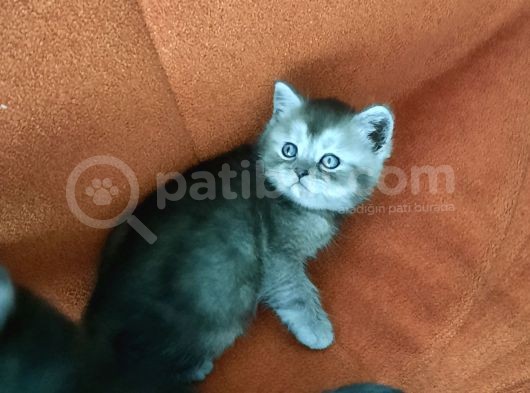 British Shorthair görsel