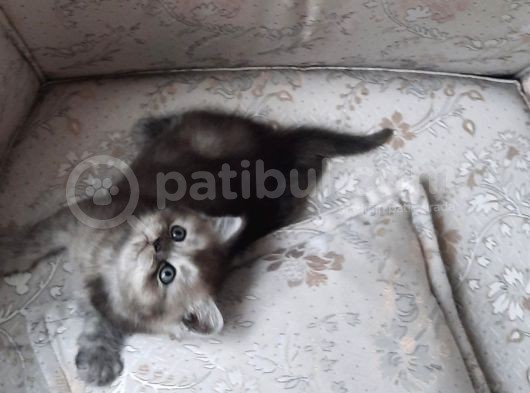 British Shorthair görsel