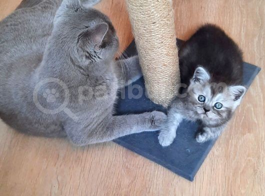 British Shorthair