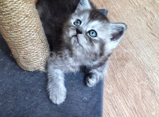 British Shorthair görsel