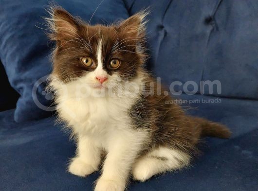 2 Aylık Chinchilla Yavrularımız Sahiplendirilecektir
