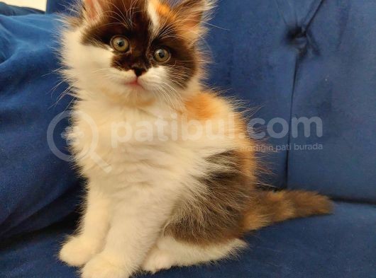 2 Aylık Chinchilla Yavrularımız Sahiplendirilecektir görsel