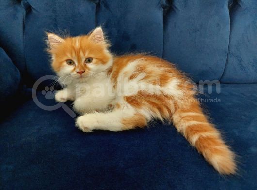 2 Aylık Chinchilla Yavrularımız Sahiplendirilecektir görsel
