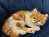 2 Aylık Chinchilla Yavrularımız Sahiplendirilecektir
