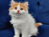 2 Aylık Chinchilla Yavrularımız Sahiplendirilecektir