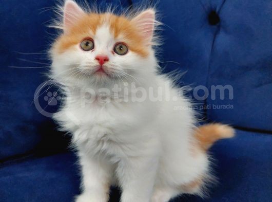 2 Aylık Chinchilla Yavrularımız Sahiplendirilecektir görsel