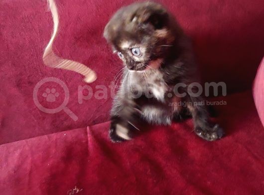 Zeyna Kızımız görsel