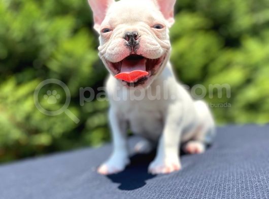 Mavi̇ Gözlü French Bulldog Bebeği̇mi̇z Özel görsel
