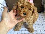 Toy Poodle Bebekleri̇