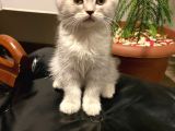 British Shorthair Yavrularım