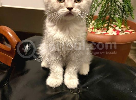 British Shorthair Yavrularım görsel