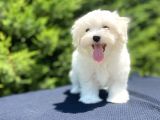 Kore Kan Orji̇nal Maltese Terri̇er Bebekler