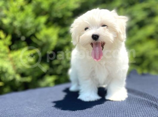 Kore Kan Orji̇nal Maltese Terri̇er Bebekler görsel