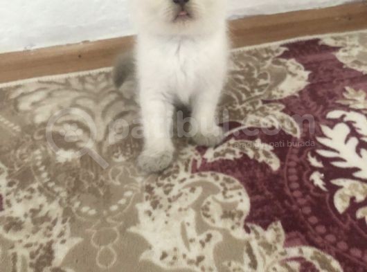 A Kalite British Bluepoint Yavrularımız görsel
