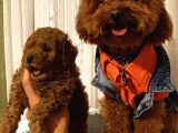 Toypoodle Bebekler
