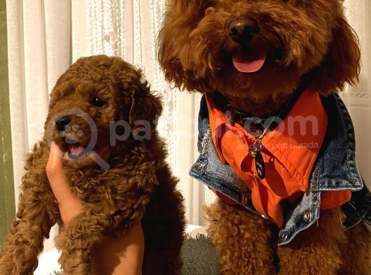 Toypoodle Bebekler görsel