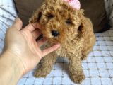 Toy Poodle Bebekleri̇