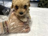 2 Aylık Dişi Toy Poodle
