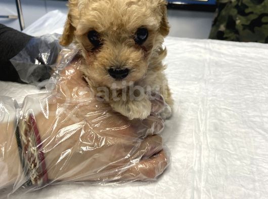 2 Aylık Dişi Toy Poodle görsel
