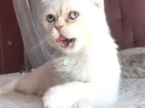 Beyaz Erkek Scottish Fold Kedi
