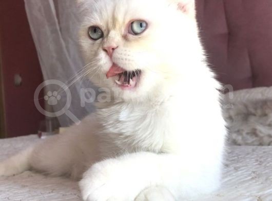 Beyaz Erkek Scottish Fold Kedi görsel
