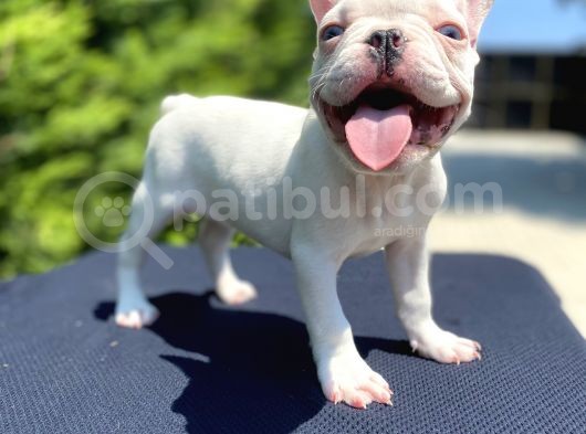 Mavi̇ Gözlü French Bulldog Bebeği̇mi̇z Özel görsel