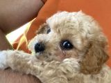 2 Aylık Dişi Toy Poodle