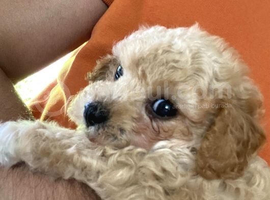 2 Aylık Dişi Toy Poodle görsel