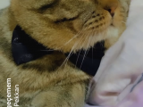 Pablo