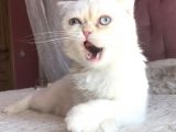 Beyaz Erkek Scottish Fold Kedi