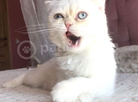 Beyaz Erkek Scottish Fold Kedi görsel